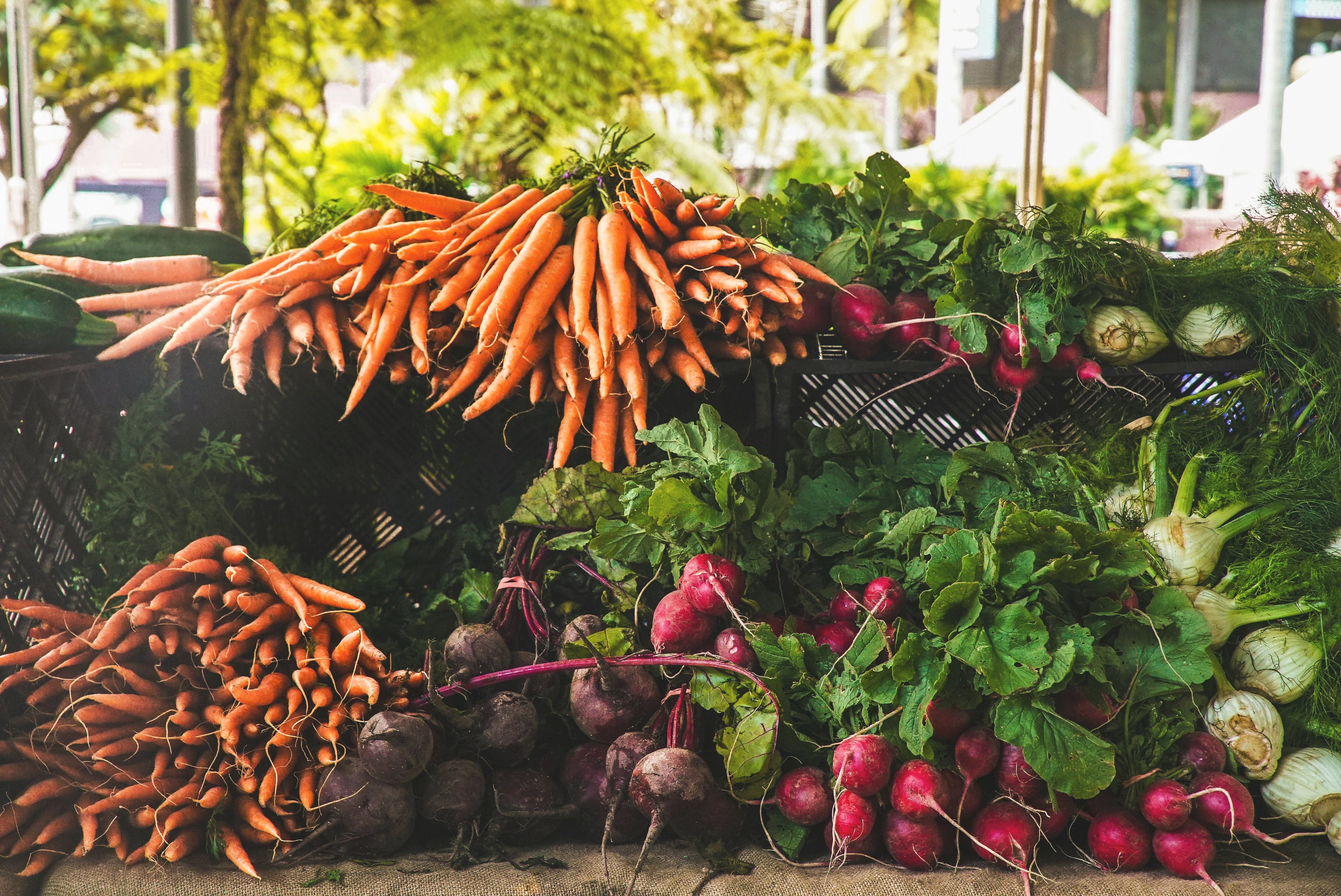 Outils-de-jardinage-récolte-jardin-potager