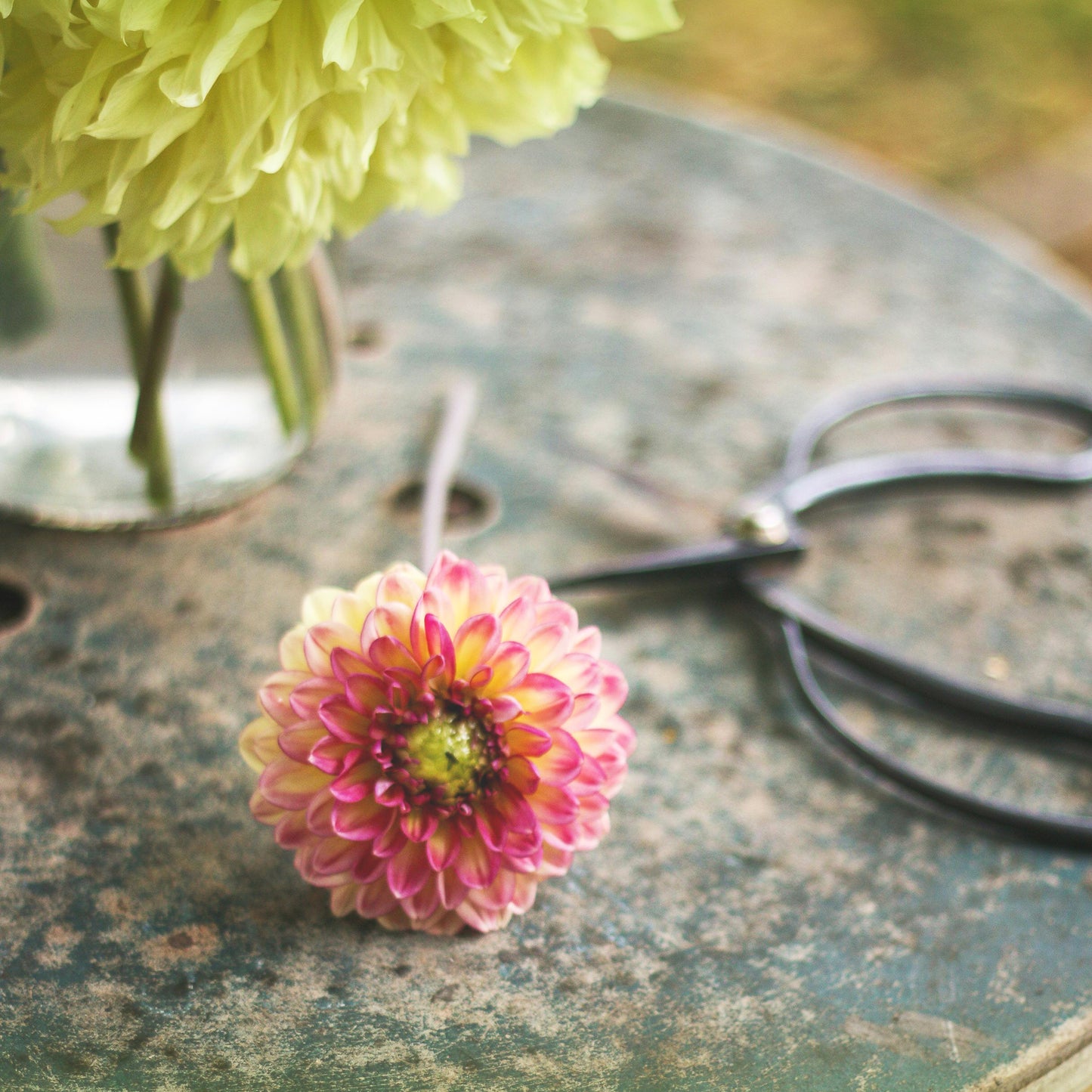 ciseaux-a-bonsai-jardin-de-fleurs